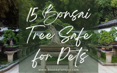 15 Bonsai Tree Safe for Pets