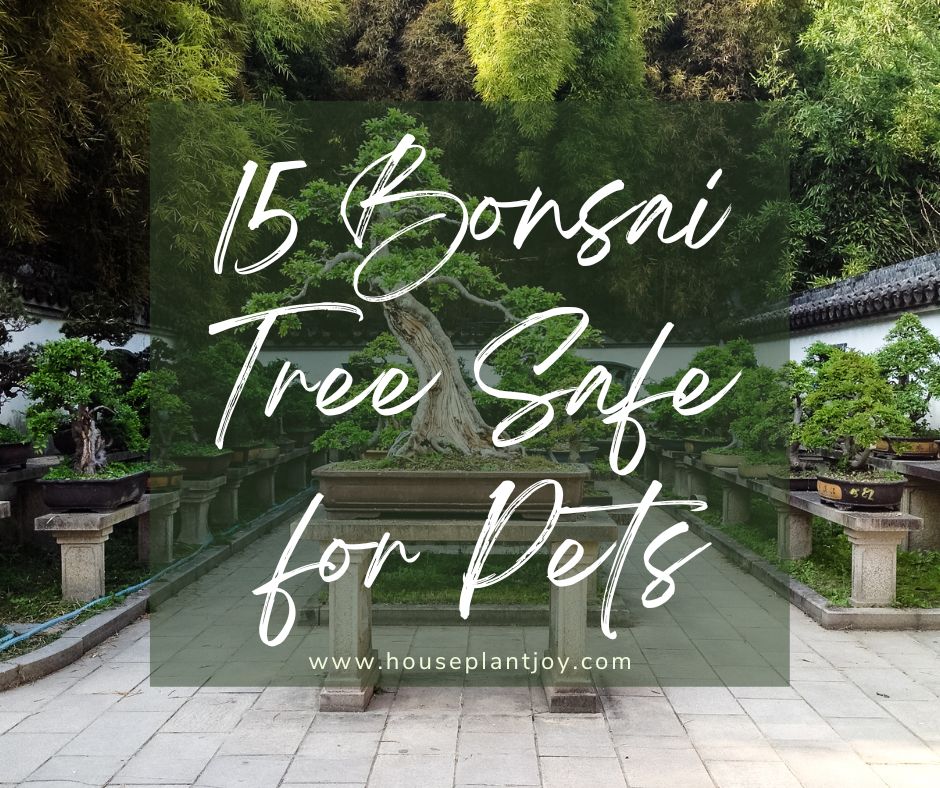 15 Bonsai Tree Safe for Pets