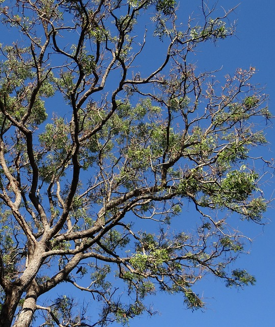 tree, azadirachta indica, neem tree