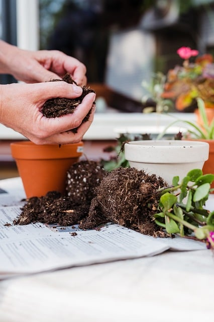 terracotta, hands, houseplants