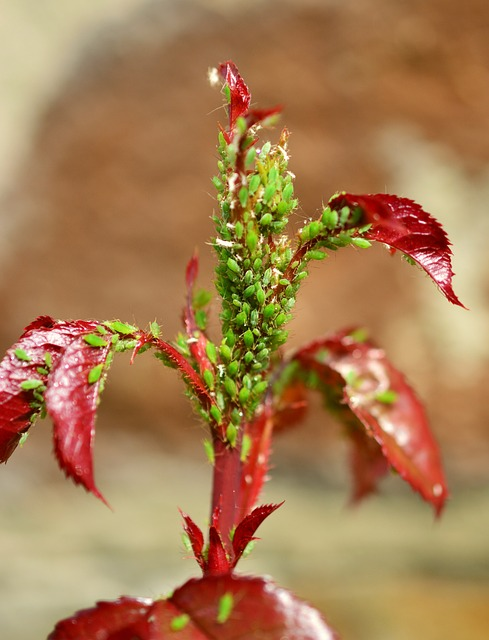 aphids, green aphid, aphid infestation