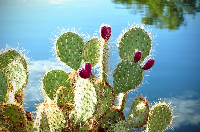 cactus, cactus apples, prickly pear