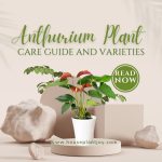 Anthurium Plant Care Guide and Varieties