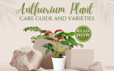 Anthurium Plant Care Guide and Varieties