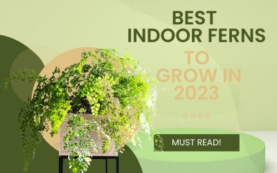 Best Indoor Ferns to Grow in 2023