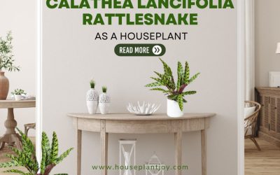 Calathea Lancifolia Rattlesnake as a Houseplant