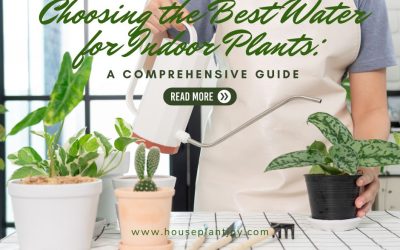 Choosing the Best Water for Indoor Plants A Comprehensive Guide