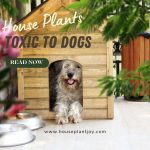 House Plants Toxic to Dogs