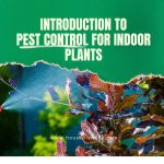 Introduction to Pest Control for Indoor Plants