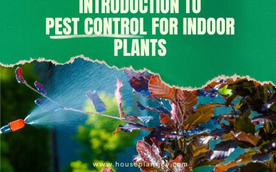 Introduction to Pest Control for Indoor Plants