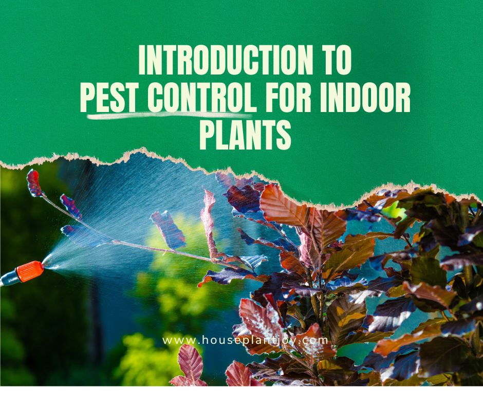 Introduction to Pest Control for Indoor Plants