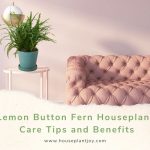 Lemon Button Fern Houseplant Care Tips and Benefits