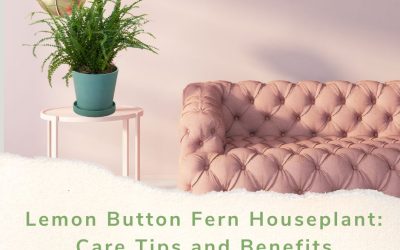 Lemon Button Fern Houseplant Care Tips and Benefits