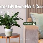 Peace Lily Houseplant Guide