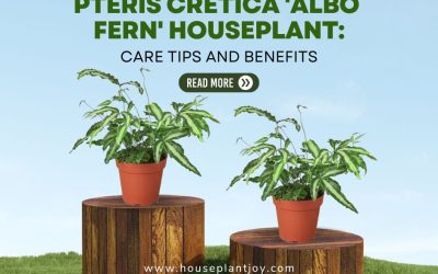 Pteris Cretica 'Albo Fern' Houseplant Care Tips and Benefits