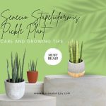 Senecio Stapeliiformis Pickle Plant Care and Growing Tips