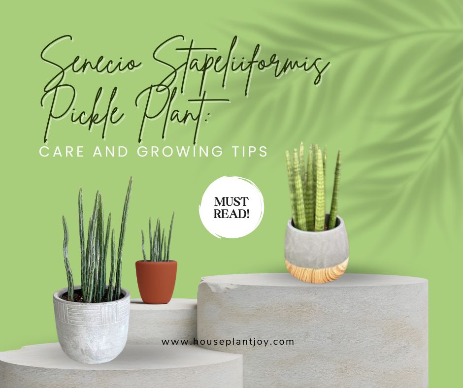 Senecio Stapeliiformis Pickle Plant Care and Growing Tips