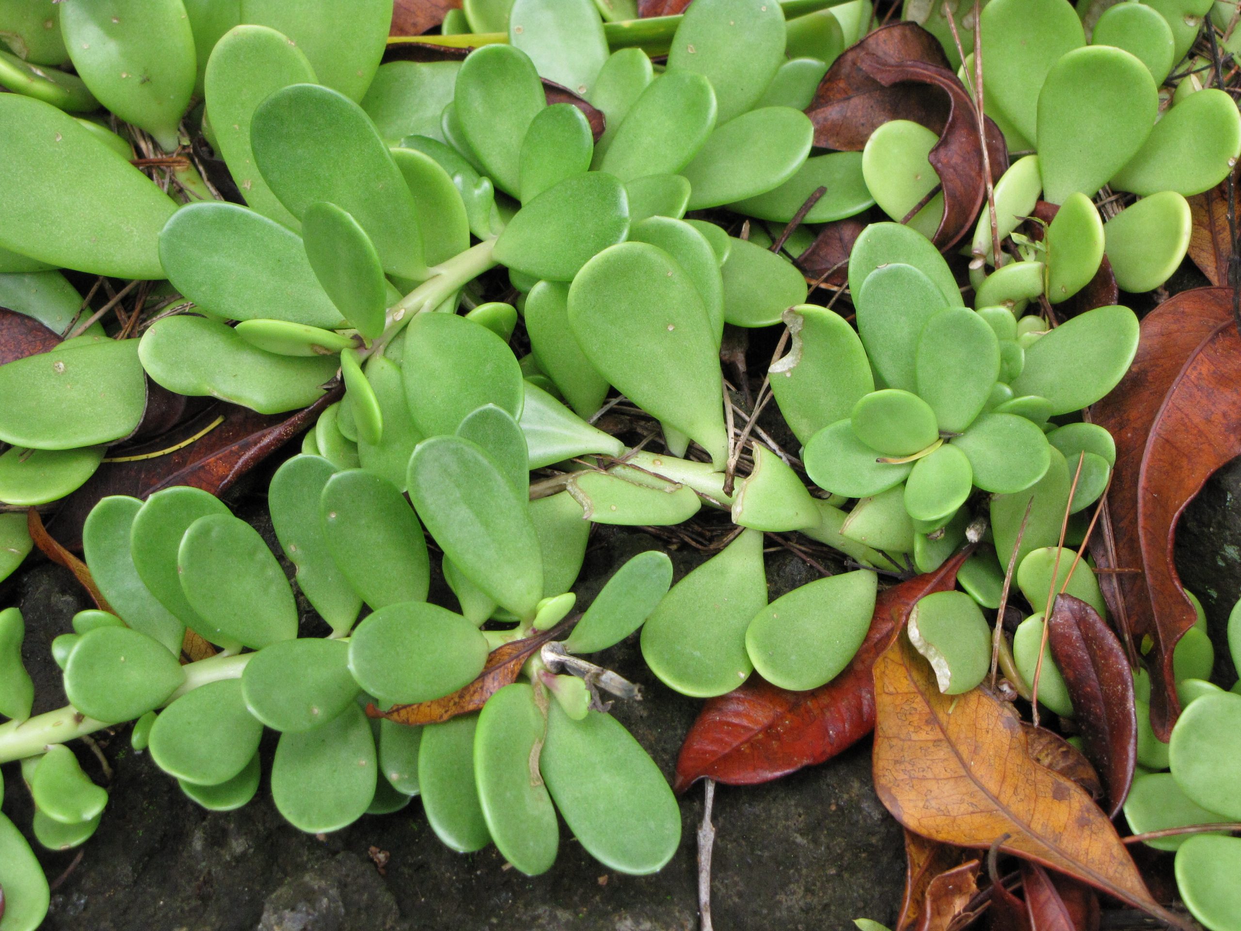 trailing jade