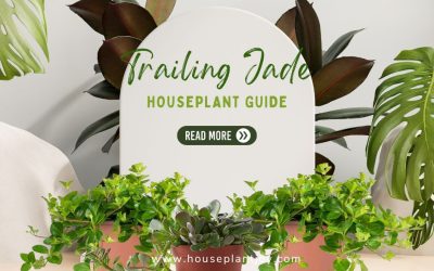 Trailing Jade Houseplant Guide