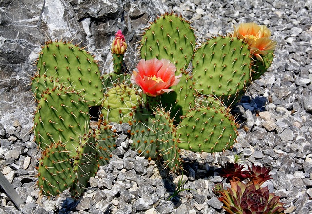 cactus, mandrel, desert