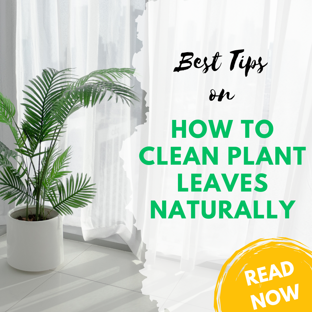 clean plant leaves