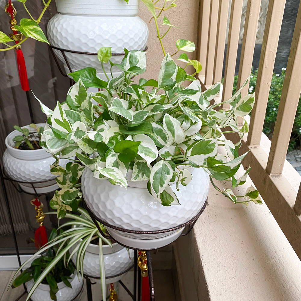  Pothos 'N'joy': pothos houseplant varieties