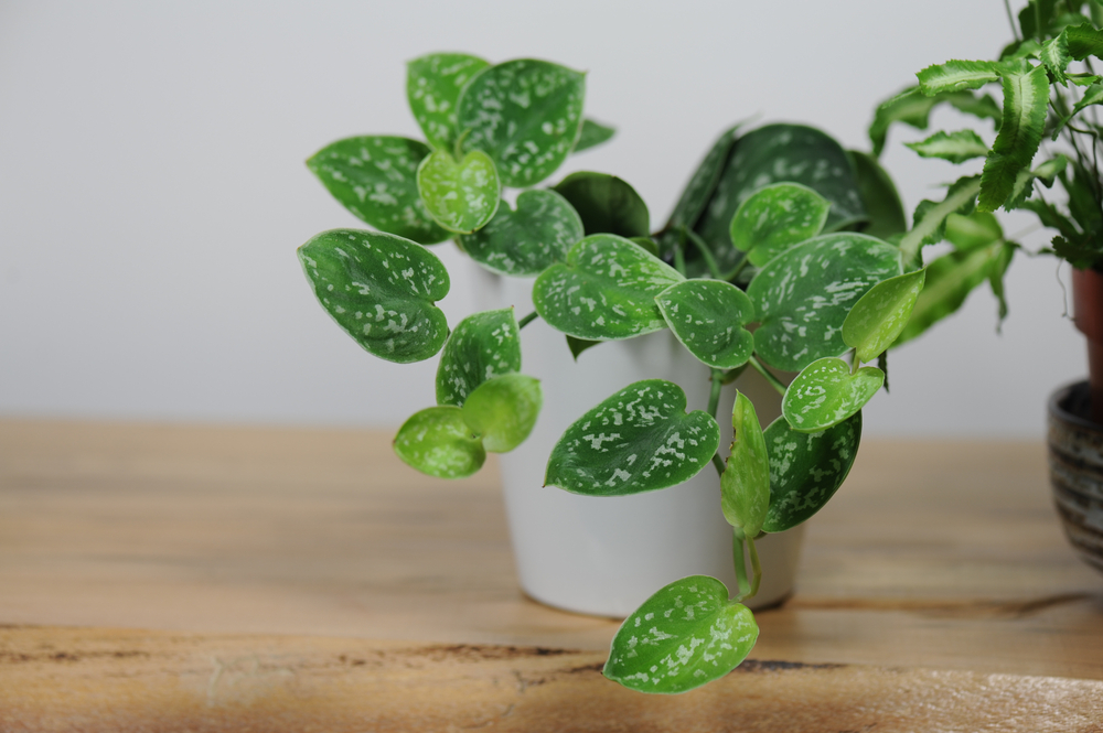 satin pothos: pothos houseplant varieties