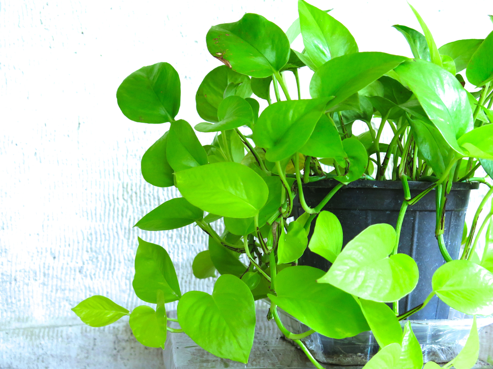 neon pothos: pothos houseplant varieties