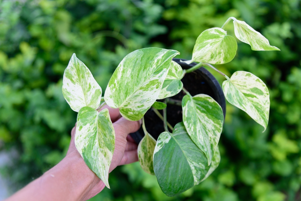 marble queen pothos