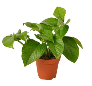 Green Queen Pothos