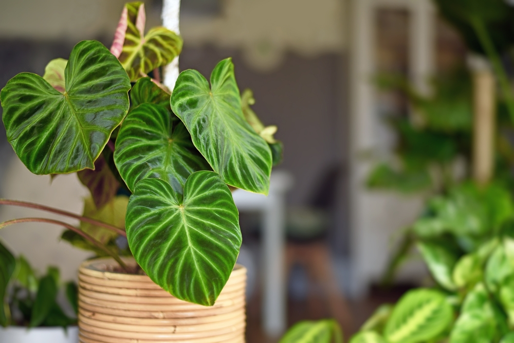 Philodendron