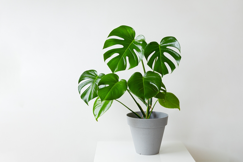 Monstera Deliciosa