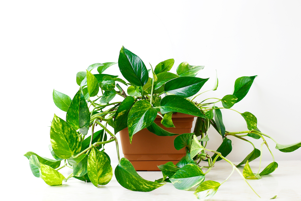 golden pothos: pothos houseplant varieties