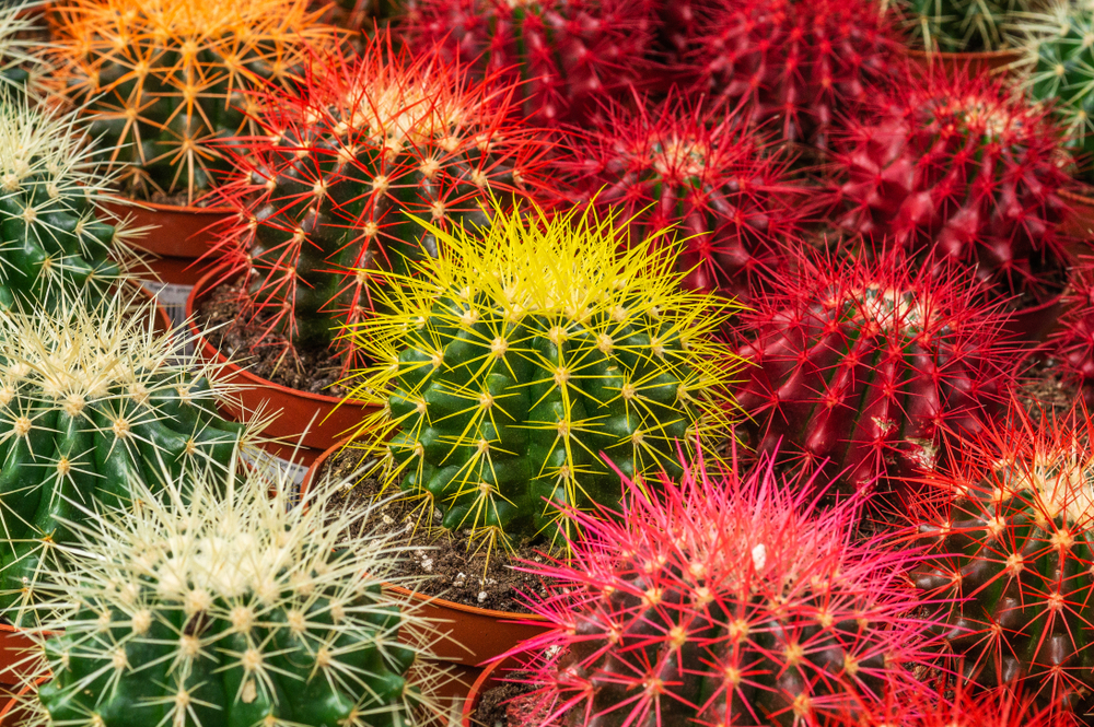 cactus, plant, watercolor