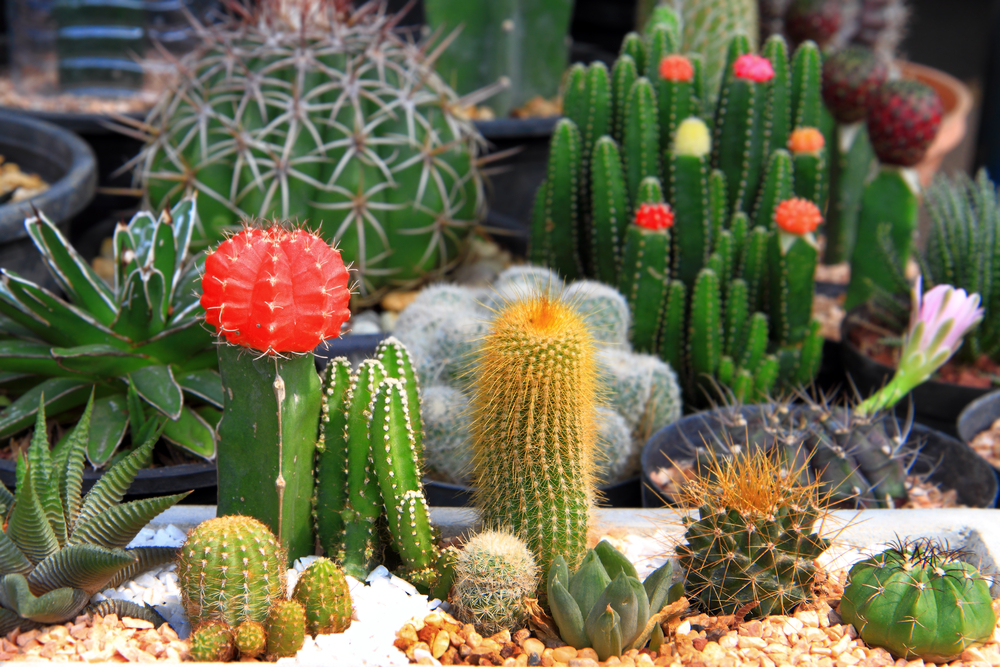 Cactus variety