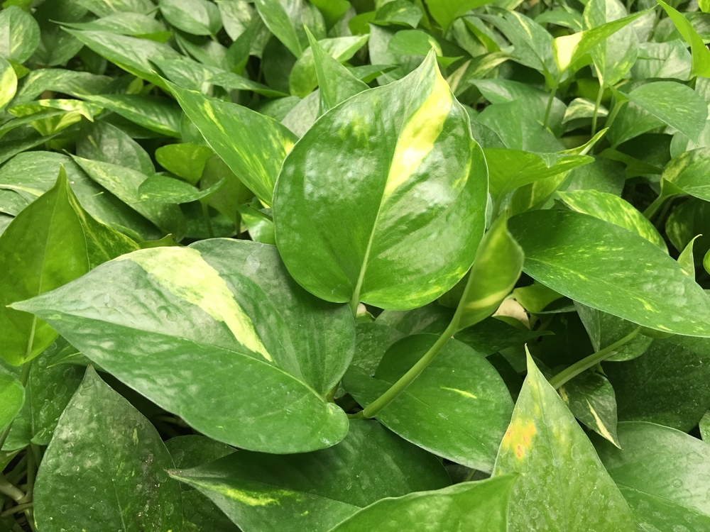 Golden Pothos: pothos houseplant varieties