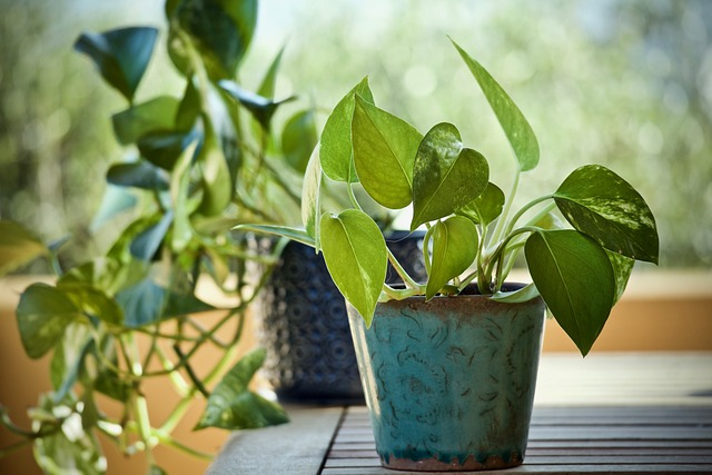 plant, pothos, epipremnum aureum