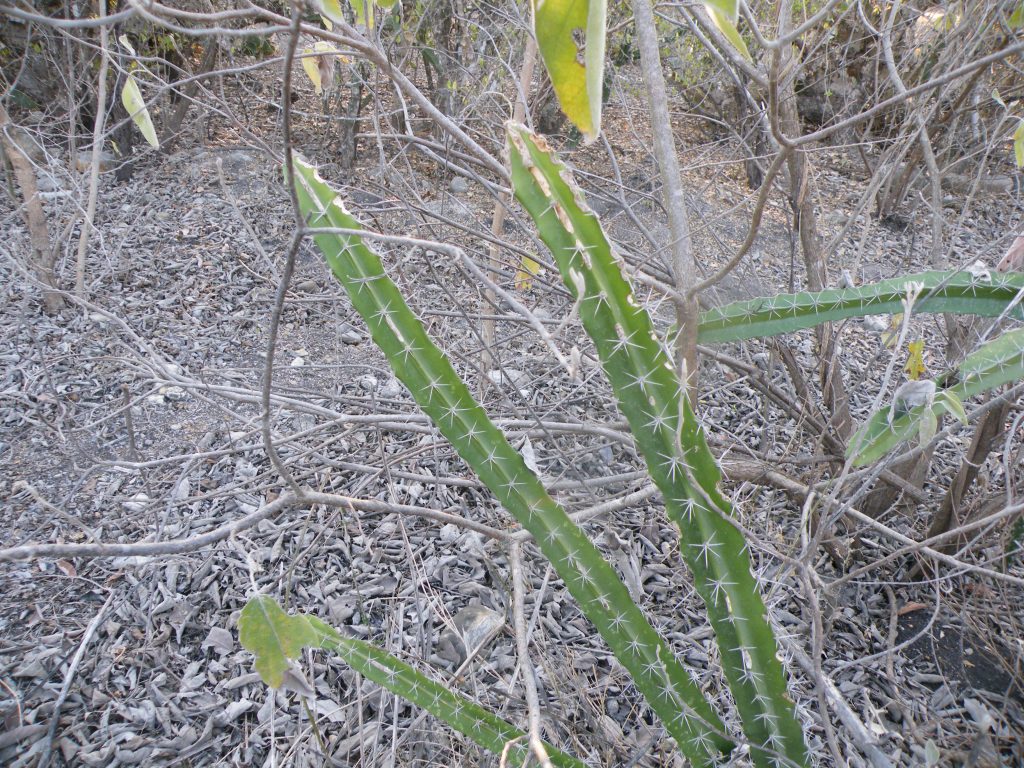 fairy castle cactus plant