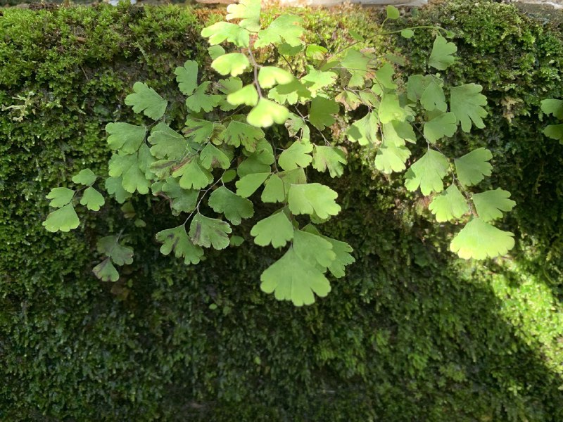 maidenhair fern