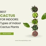 Best Cactus for Indoors Types of Indoor Cactus Plants