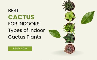 Best Cactus for Indoors Types of Indoor Cactus Plants