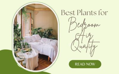 Best Plants for Bedroom Air Quality