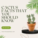 Cactus Facts That You Should Know