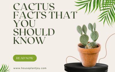 Cactus Facts That You Should Know