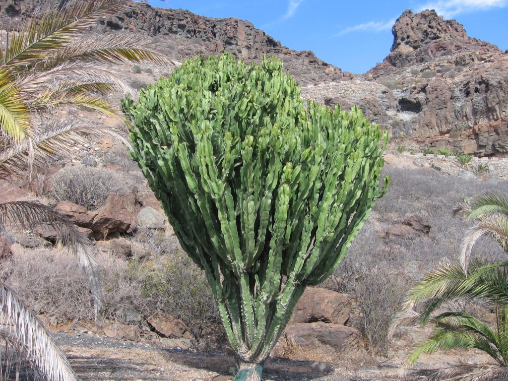 Candelabra Cactus plant