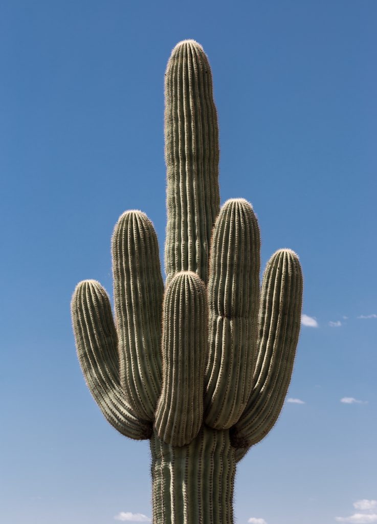 Saguaro Cactus