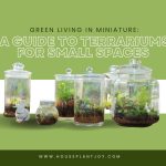 Green Living in Miniature A Guide to Terrariums for Small Spaces