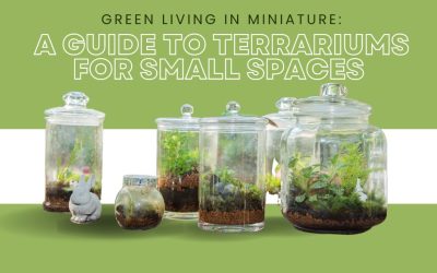 Green Living in Miniature A Guide to Terrariums for Small Spaces