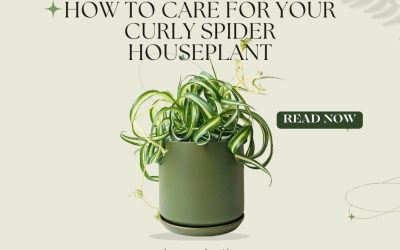 How to Care for Your Curly Spider Houseplant