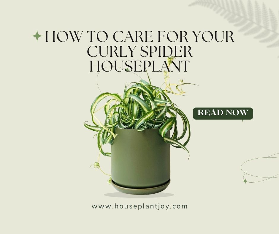 How to Care for Your Curly Spider Houseplant